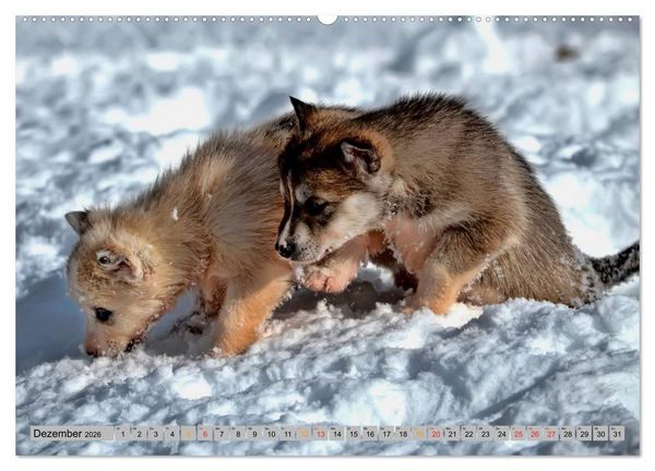 Produktbild: Huskies - Schlittenhunde (Wandkalender 2026 DIN A2 quer), CALVENDO Monatskalender