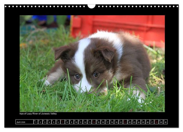 Produktbild: Islandhund - Welpen / CH-Version (Wandkalender 2026 DIN A3 quer), CALVENDO Monatskalender