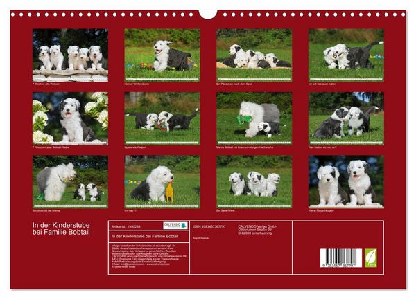 Produktbild: In der Kinderstube bei Familie Bobtail (Wandkalender 2026 DIN A3 quer), CALVENDO Monatskalender