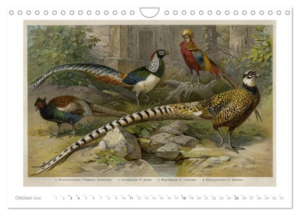 Produktbild: Farbenpr&auml;chtige Fauna. Fische, V&ouml;gel, Schmetterlinge in Grafiken des 19 Jahrhunderts (Wandkalender 2026 DIN A4 quer), CALVENDO Monatskalender
