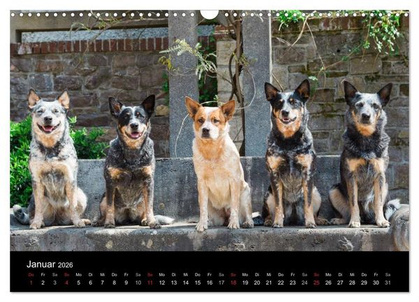Produktbild: Australian Cattle Dogs zwischen Kunst und Kultur (Wandkalender 2026 DIN A3 quer), CALVENDO Monatskalender