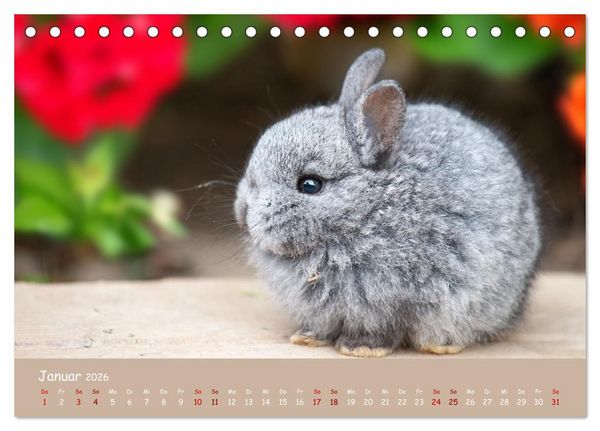 Produktbild: Flauschige Fellkn&auml;uel (Tischkalender 2026 DIN A5 quer), CALVENDO Monatskalender