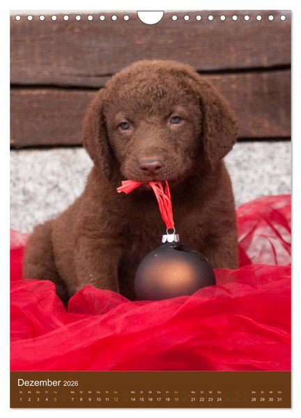 Produktbild: Chesapeake Bay Retriever 2026 (Wandkalender 2026 DIN A4 hoch), CALVENDO Monatskalender