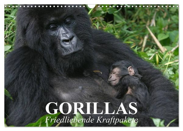Gorillas. Friedliebende Kraftpakete (Wandkalender 2026 DIN A3 quer), CALVENDO Monatskalender