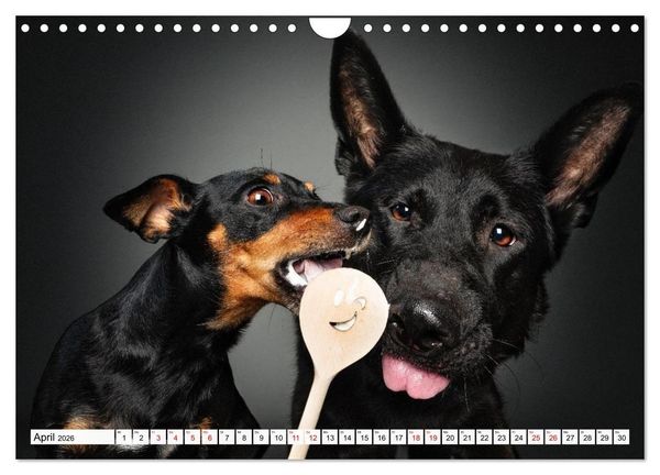 Produktbild: Hunde im Naschparadies (Wandkalender 2026 DIN A4 quer), CALVENDO Monatskalender