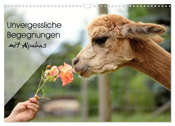 Produktbild: Unvergessliche Begegnungen mit Alpakas (Wandkalender 2026 DIN A3 quer), CALVENDO Monatskalender
