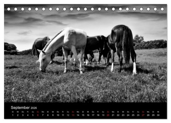 Produktbild: Pferde 2026 Wild Thing (Tischkalender 2026 DIN A5 quer), CALVENDO Monatskalender