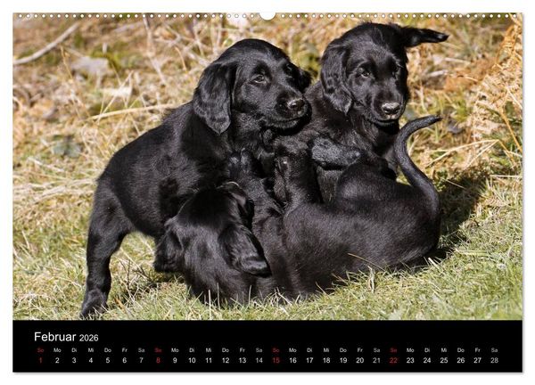 Produktbild: Flatcoated Retriever (Wandkalender 2026 DIN A2 quer), CALVENDO Monatskalender