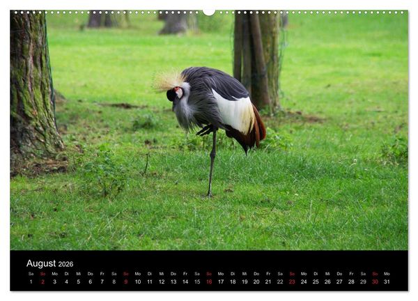 Produktbild: Welt der Tiere (Wandkalender 2026 DIN A2 quer), CALVENDO Monatskalender