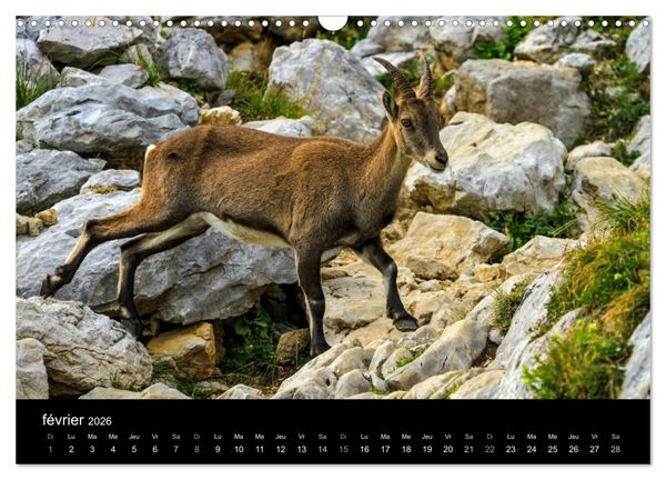 Produktbild: Bouquetins des Alpes (Calendrier mural 2026 DIN A3 vertical), CALVENDO calendrier mensuel