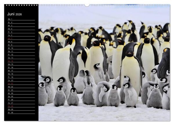 Produktbild: Pinguine - Kaiser- und K&ouml;nigspinguine (hochwertiger Premium Wandkalender 2026 DIN A2 quer), Kunstdruck in Hochglanz