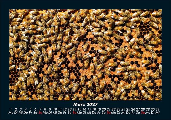 Produktbild: Bienen 2027 Fotokalender DIN A5