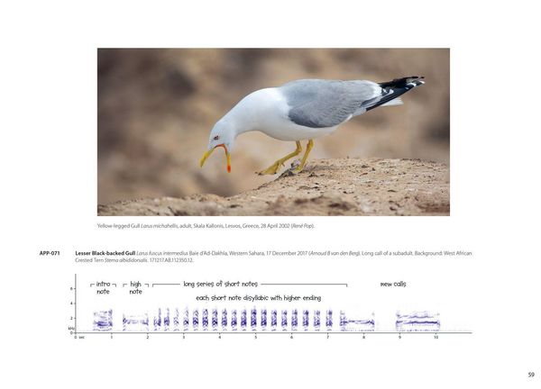 Produktbild: Xsound Approach To Birding Hb