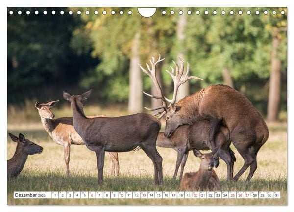Produktbild: Emotionale Momente: Hirschbrunft (Wandkalender 2026 DIN A4 quer), CALVENDO Monatskalender