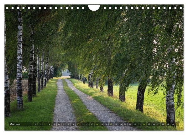 Produktbild: B&auml;ume (Wandkalender 2026 DIN A4 quer), CALVENDO Monatskalender