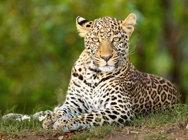 Produktbild: CALVENDO Puzzle Auf dem Boden liegender Leopard beobachtet den Betrachter | 2000 Teile Lege-Gr&ouml;&szlig;e 90x67cm Foto-Puzzle f&uuml;r gl&uuml;ckliche Stunden
