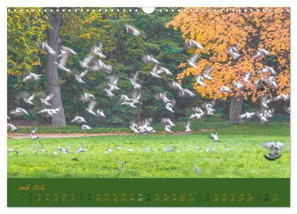 Produktbild: Un automne au Bois (Calendrier mural 2026 DIN A3 vertical), CALVENDO calendrier mensuel