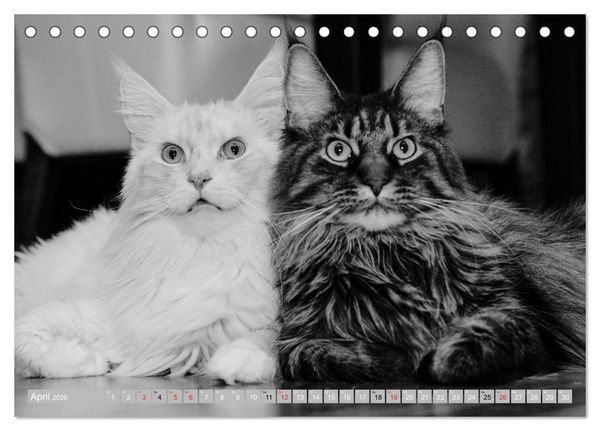Produktbild: Katzen Pers&ouml;nlichkeiten 2026 (Tischkalender 2026 DIN A5 quer), CALVENDO Monatskalender
