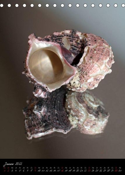 Produktbild: Muscheln und Schnecken (Tischkalender 2022 DIN A5 hoch)