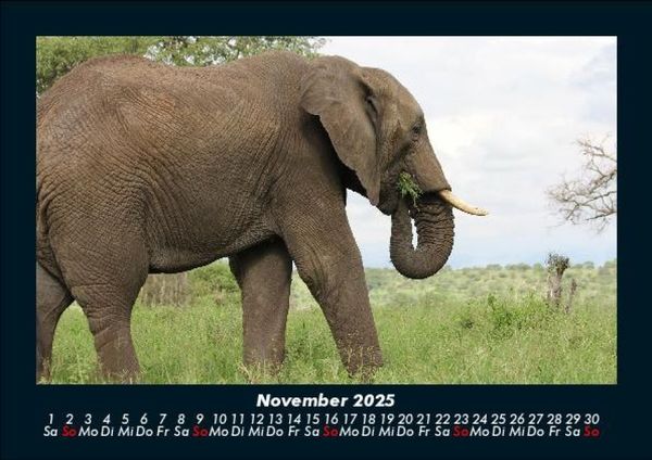 Produktbild: Tiere im Zoo 2025 Fotokalender DIN A5
