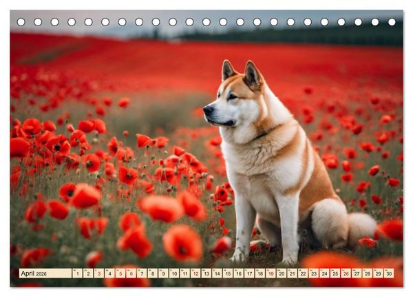 Produktbild: Akita Inu - Inbegriff der Treue (Tischkalender 2026 DIN A5 quer), CALVENDO Monatskalender