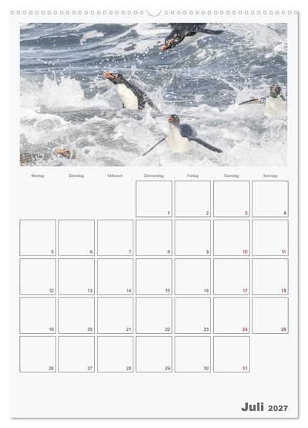 Produktbild: Alltag bei den Pinguinen auf Falkland (hochwertiger Premium Wandkalender 2027 DIN A2 hoch), Kunstdruck in Hochglanz