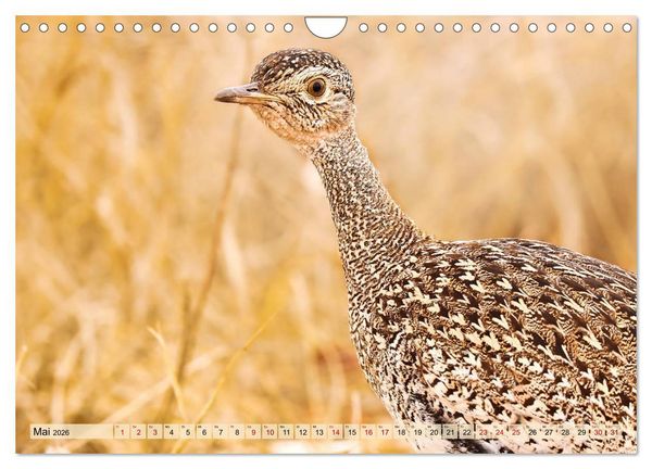 Produktbild: Afrikas Vogelwelt 2026 (Wandkalender 2026 DIN A4 quer), CALVENDO Monatskalender
