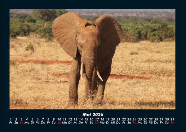 Produktbild: Elefanten Kalender 2026 Fotokalender DIN A4