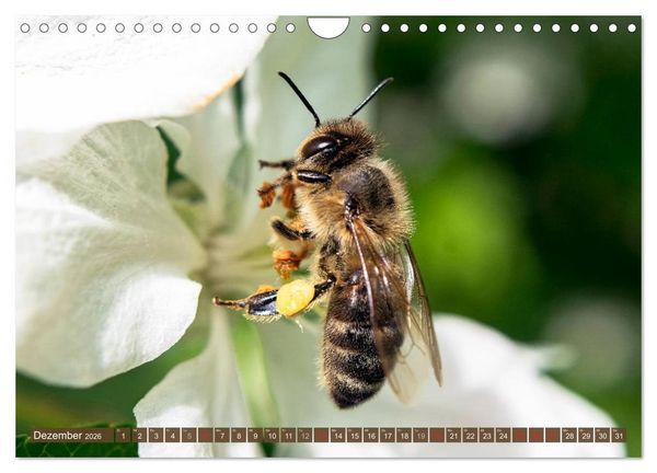 Produktbild: BIENEN - Kleine N&uuml;tzlinge ganz gro&szlig; (Wandkalender 2026 DIN A4 quer), CALVENDO Monatskalender