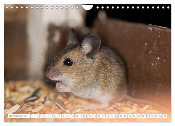 Produktbild: Die Maus im Vogelhaus (Wandkalender 2026 DIN A4 quer), CALVENDO Monatskalender