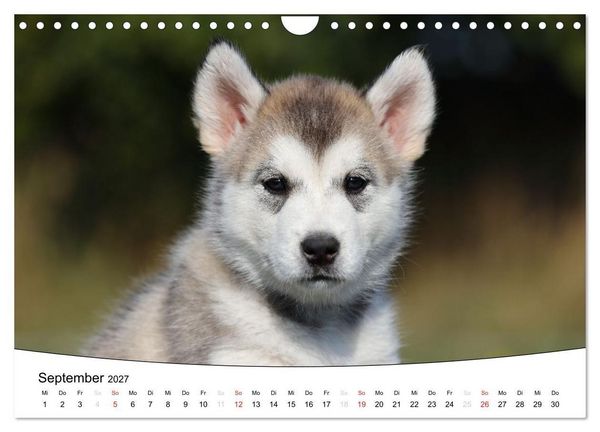 Produktbild: Welpen - Puppies (Wandkalender 2027 DIN A4 quer), CALVENDO Monatskalender