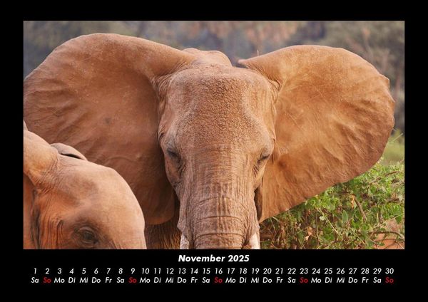 Produktbild: Elefanten - Die sanften Riesen Afrikas 2025 Fotokalender DIN A3