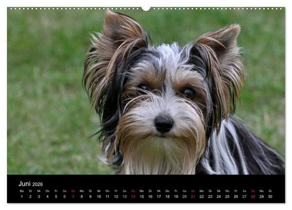 Produktbild: Mit dem Yorki durch das Jahr 2026 (Wandkalender 2026 DIN A2 quer), CALVENDO Monatskalender