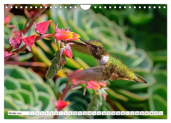 Produktbild: Colibris - pierres pr&eacute;cieuses volantes (Calendrier mural 2026 DIN A4 vertical), CALVENDO calendrier mensuel