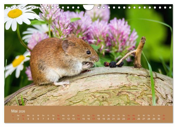 Produktbild: M&auml;usetanz (Wandkalender 2026 DIN A4 quer), CALVENDO Monatskalender