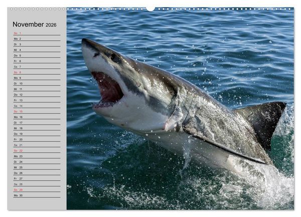 Produktbild: Haie (Wandkalender 2026 DIN A2 quer), CALVENDO Monatskalender