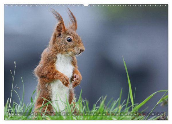 Produktbild: Eichh&ouml;rnchen in zauberhaften Posen (Wandkalender 2026 DIN A2 quer), CALVENDO Monatskalender