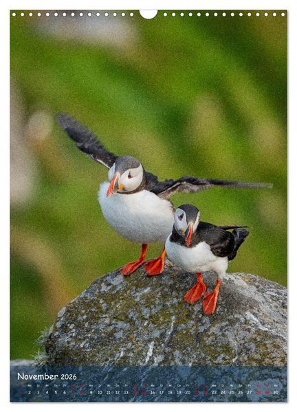 Produktbild: Naturerlebnis Puffin (Wandkalender 2026 DIN A3 hoch), CALVENDO Monatskalender