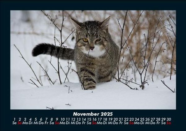Produktbild: F&uuml;r Katzenfreunde 2025 Fotokalender DIN A5
