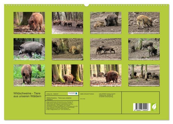 Produktbild: Wildschweine - Tiere aus unseren W&auml;ldern (hochwertiger Premium Wandkalender 2026 DIN A2 quer), Kunstdruck in Hochglanz