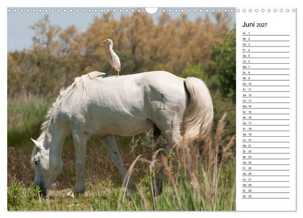 Produktbild: Pferde der Camargue &ndash; Schimmel im Rh&ocirc;nedelta (Wandkalender 2027 DIN A3 quer), CALVENDO Monatskalender