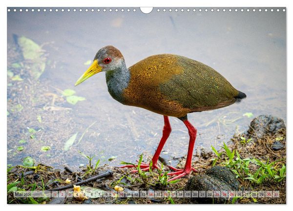 Produktbild: Phantastische Vogelwelt Costa Rica (Wandkalender 2026 DIN A3 quer), CALVENDO Monatskalender