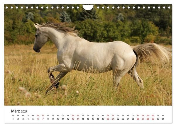 Produktbild: PFERDE - Zwischen Himmel, Erde und Hufschlag (Wandkalender 2027 DIN A4 quer), CALVENDO Monatskalender