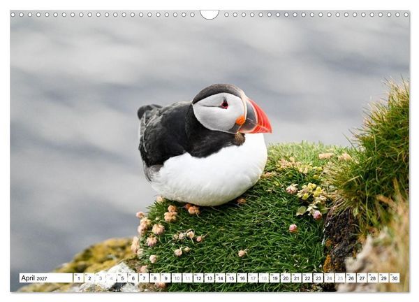 Produktbild: Islands Papageientaucher (Wandkalender 2027 DIN A3 quer), CALVENDO Monatskalender