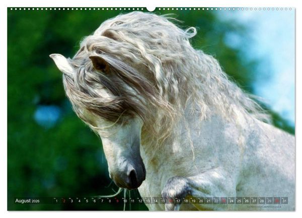 Produktbild: Edle spanische Pferde - Pura Raza Espanola (Wandkalender 2026 DIN A2 quer), CALVENDO Monatskalender