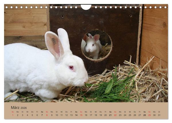 Produktbild: Rex - Kaninchen (Wandkalender 2026 DIN A4 quer), CALVENDO Monatskalender