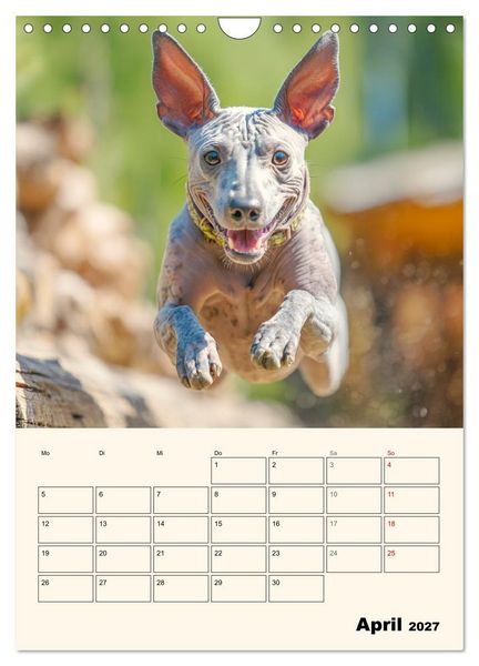 Produktbild: Xolos. Seelenhunde aus Mexiko (Wandkalender 2027 DIN A4 hoch), CALVENDO Monatskalender