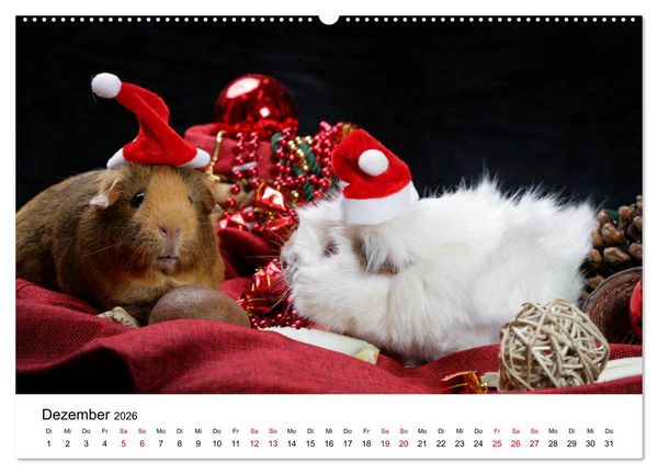 Produktbild: Unsere Meerschweinchen (hochwertiger Premium Wandkalender 2026 DIN A2 quer), Kunstdruck in Hochglanz