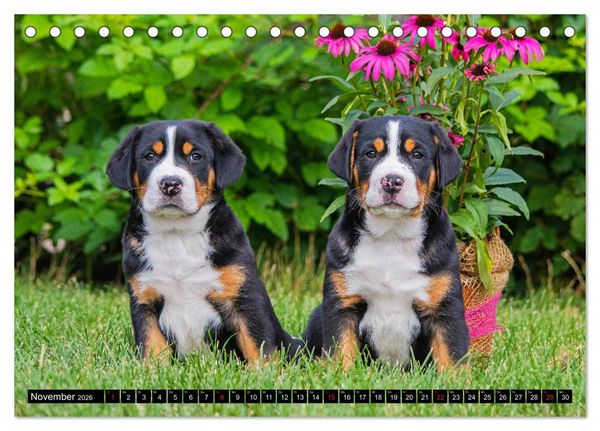 Produktbild: Ein Hund zum Verlieben - Gro&szlig;er Schweizer Sennenhund (Tischkalender 2026 DIN A5 quer), CALVENDO Monatskalender