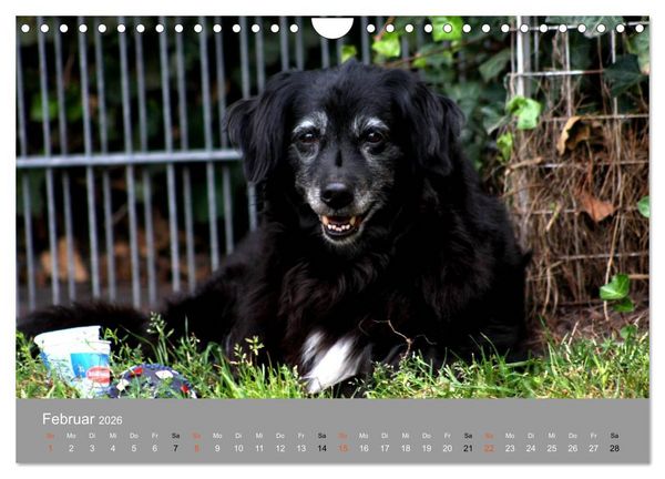 Produktbild: Graue Schnuten - Hunde in den besten Jahren (Wandkalender 2026 DIN A4 quer), CALVENDO Monatskalender